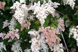 Oceanspray in bloom (Holodiscus discolor)