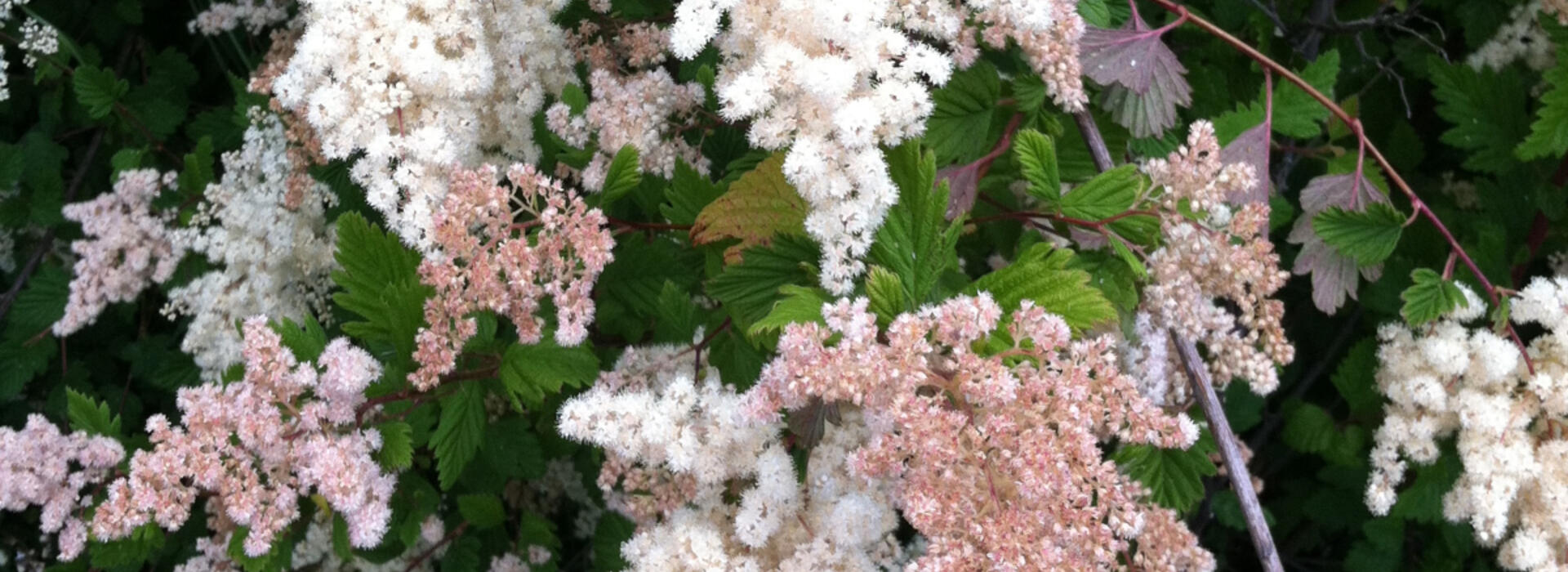 Oceanspray in bloom (Holodiscus discolor)