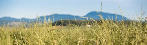 Close up of annual ryegrass seed heads