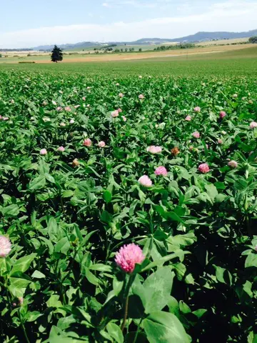 Blooming field of red clover