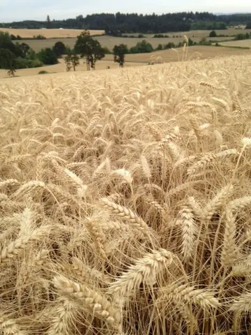 Landscape photo of a ripe wheat field